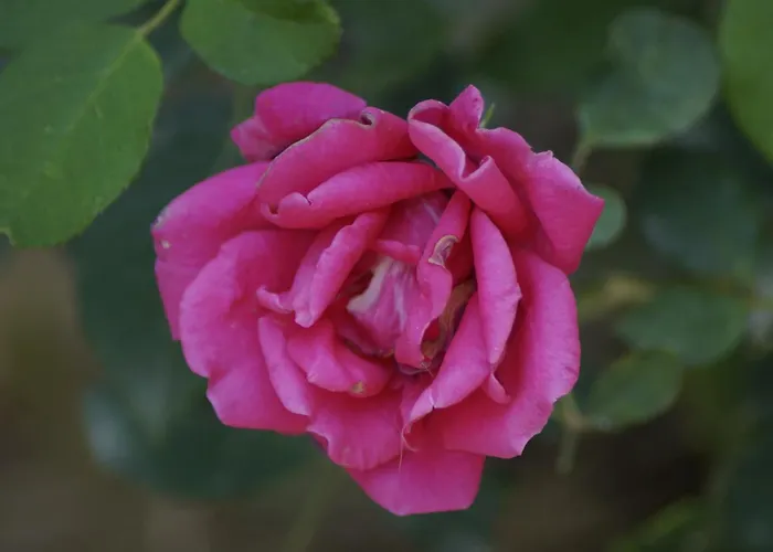 Dalos 2* ギョジェク