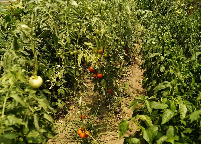 ホテル Dalos ギョジェク