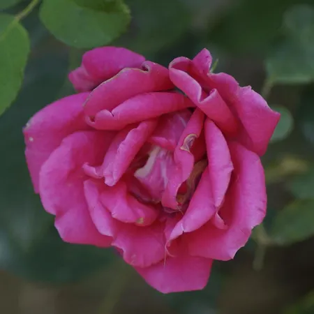 Dalos 2* Gocek (Fethiye)