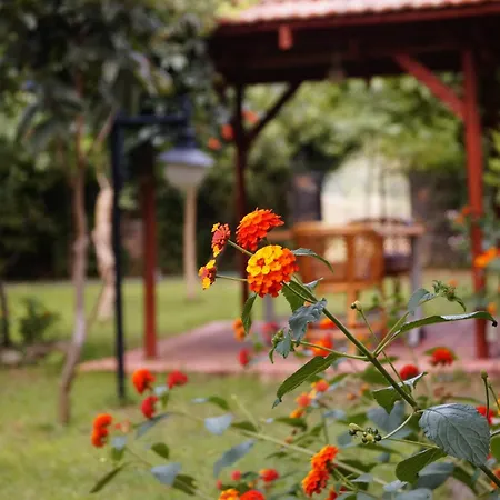 Dalos Gocek (Fethiye)