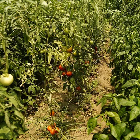 Hotel Dalos Gocek (Fethiye)